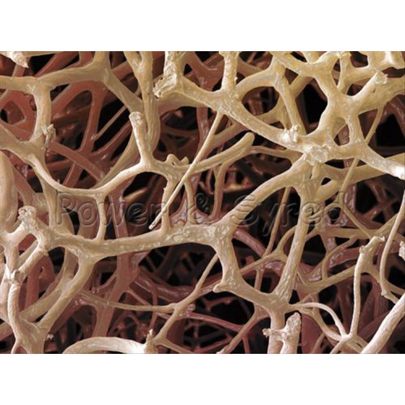 Beaming Baby, Gąbka Morska, organiczna, mała (7,5-8,5cm) BEAMING BABY