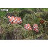 EG_037 Błazenek Rybka Eugy. Eko Układanka 3D. EG_037 Błazenek Rybka Eugy. Eko Układanka 3D.