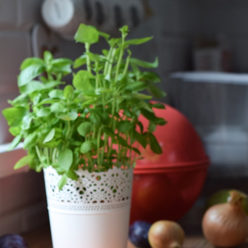 Bickiepegs - Miseczka-Talerzyk Doidy Bowl z przyssawką - szary