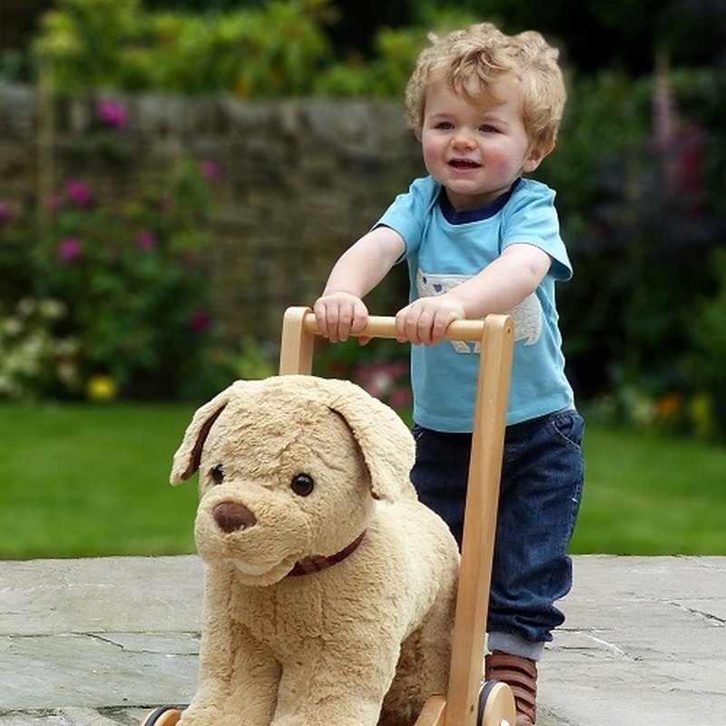 Little Bird Told Me Pchacz Piesek Dexter